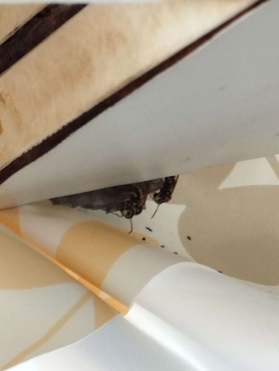 essaim d abeille enlevement