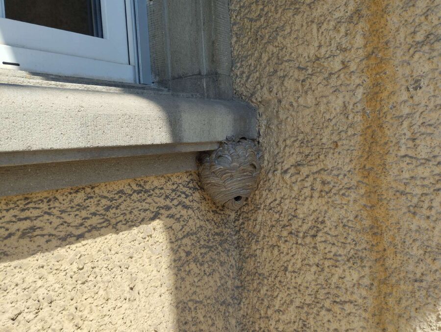 nid d abeille que faire