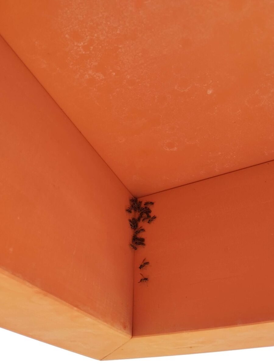 ruche abeille maison que faire