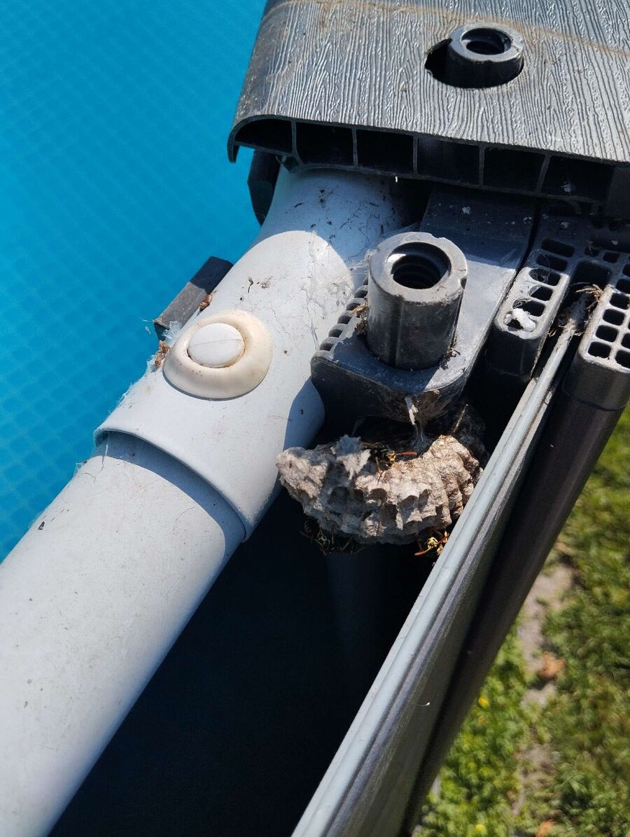 essaim d abeille enlevement