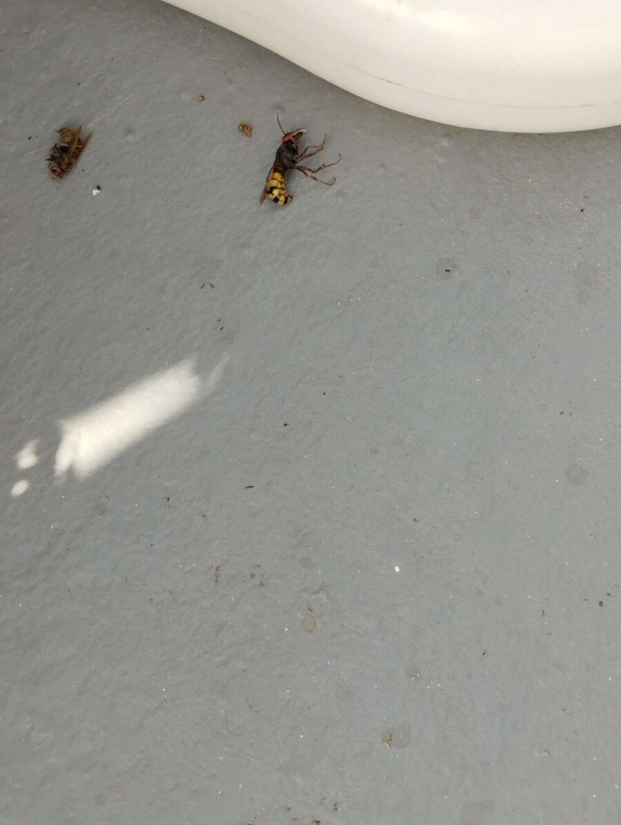 essaim d abeille enlevement