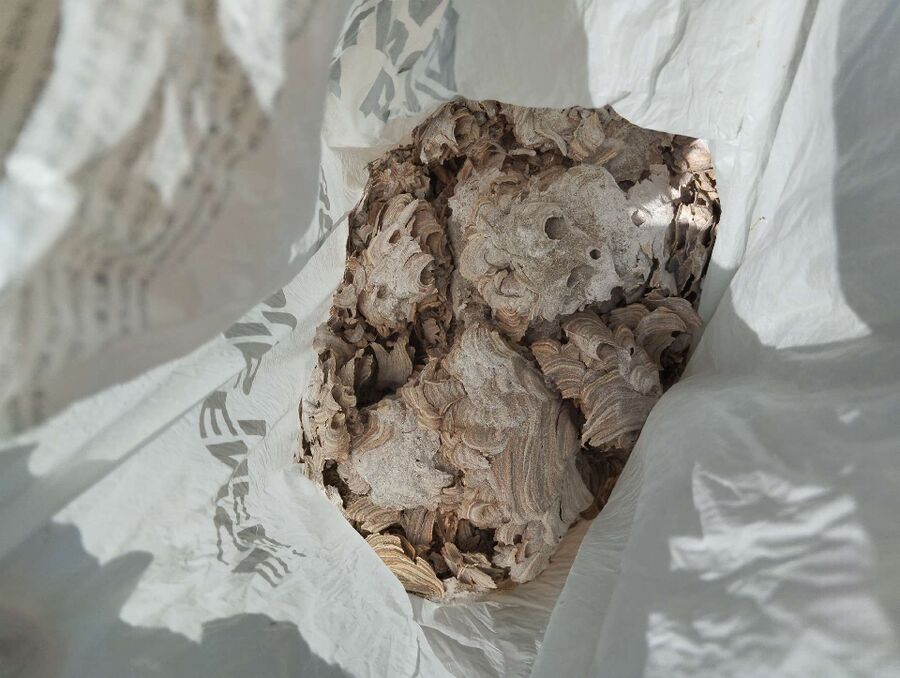 nid d abeille que faire