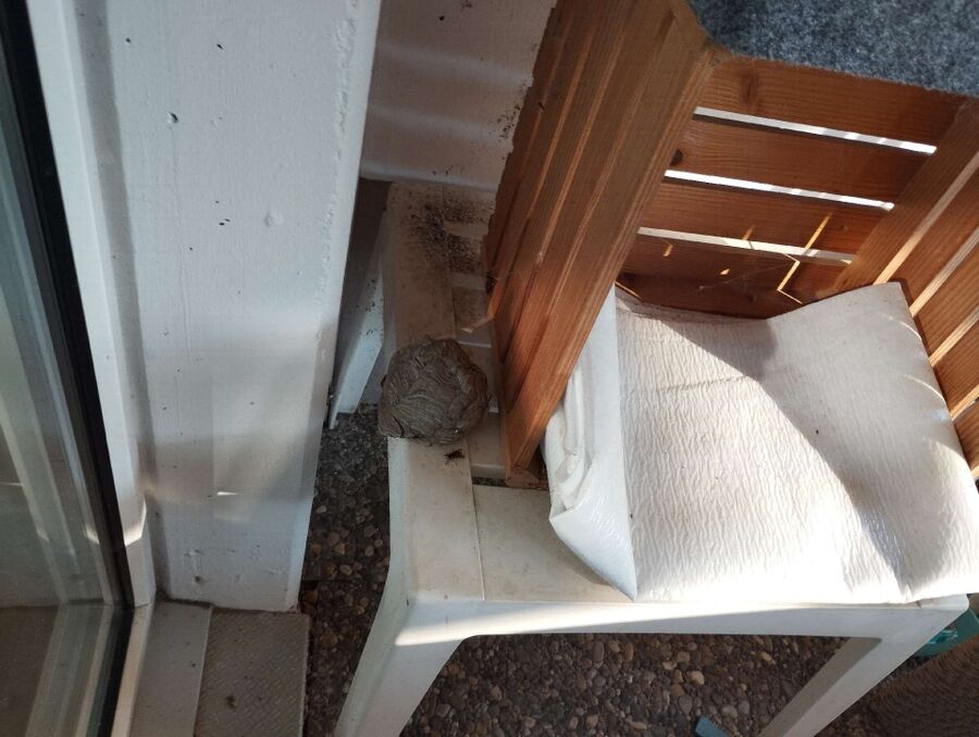 essaim d abeille enlevement