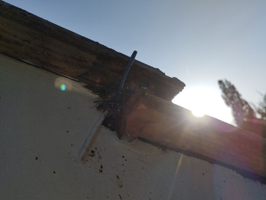 nid d abeille que faire