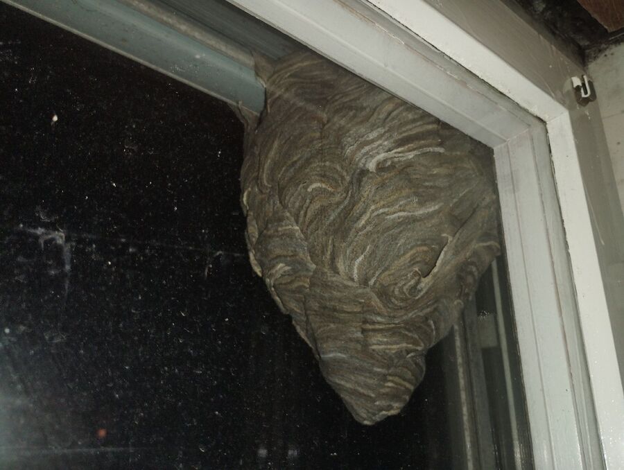 ruche abeille maison que faire