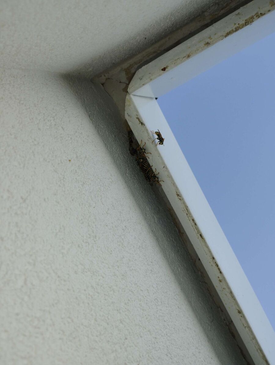 essaim d abeille enlevement