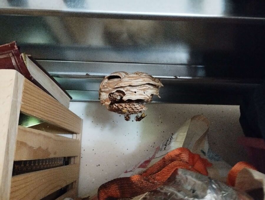 ruche abeille maison que faire