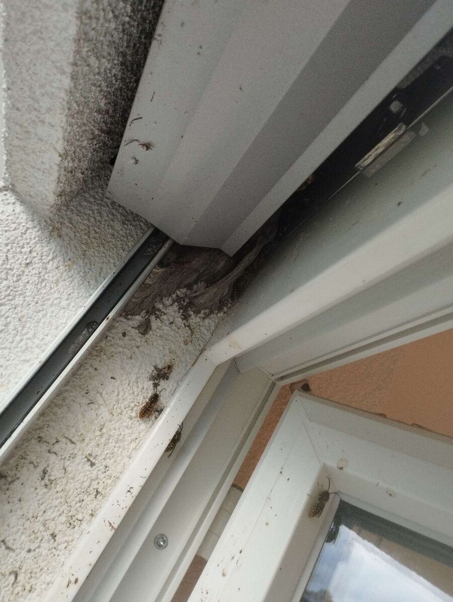 nid d abeille que faire