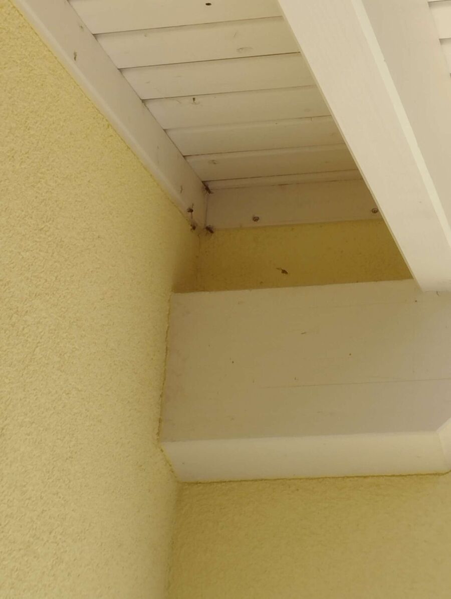 enlever un nid d abeille