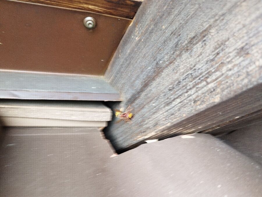 nid d abeille que faire