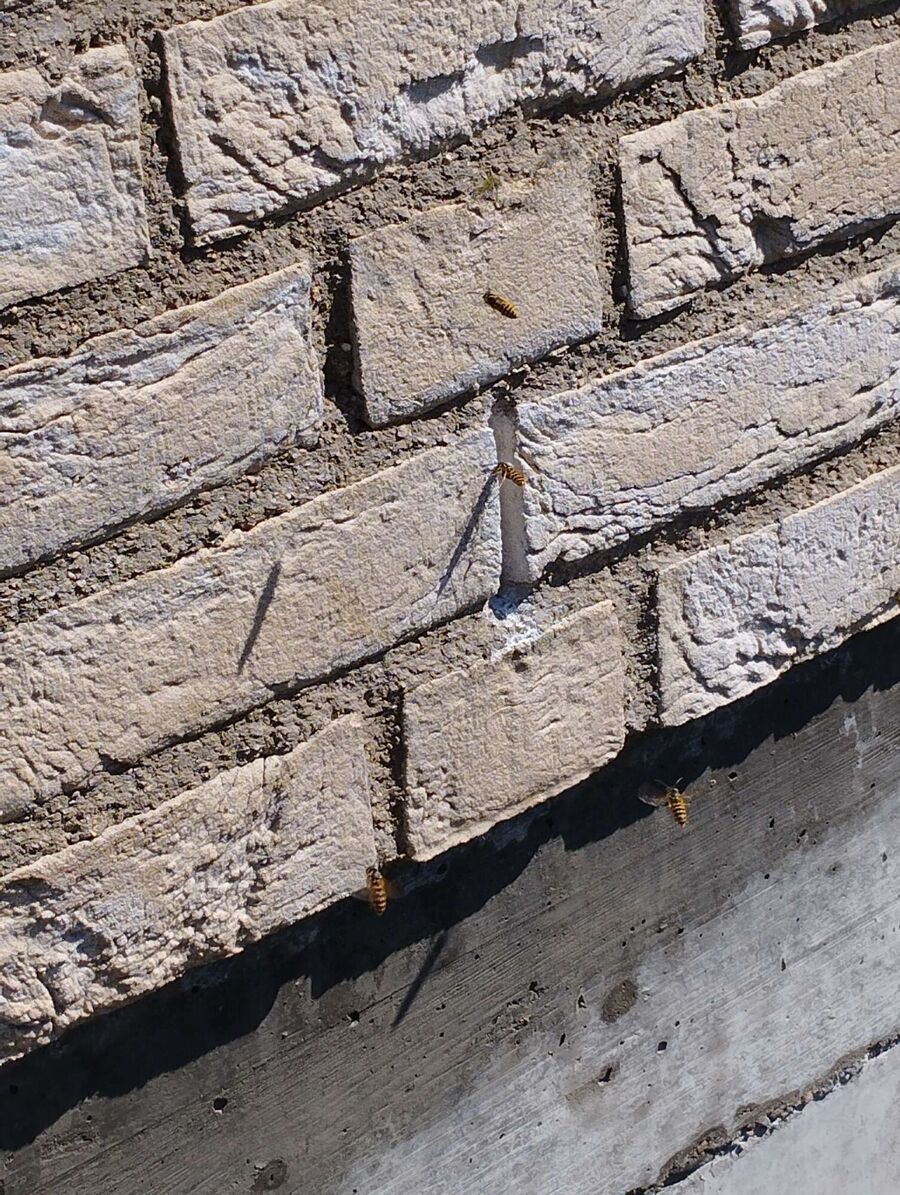 essaim d abeille enlevement