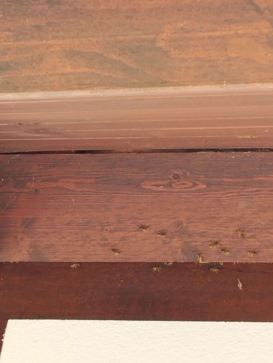 enlever un nid d abeille