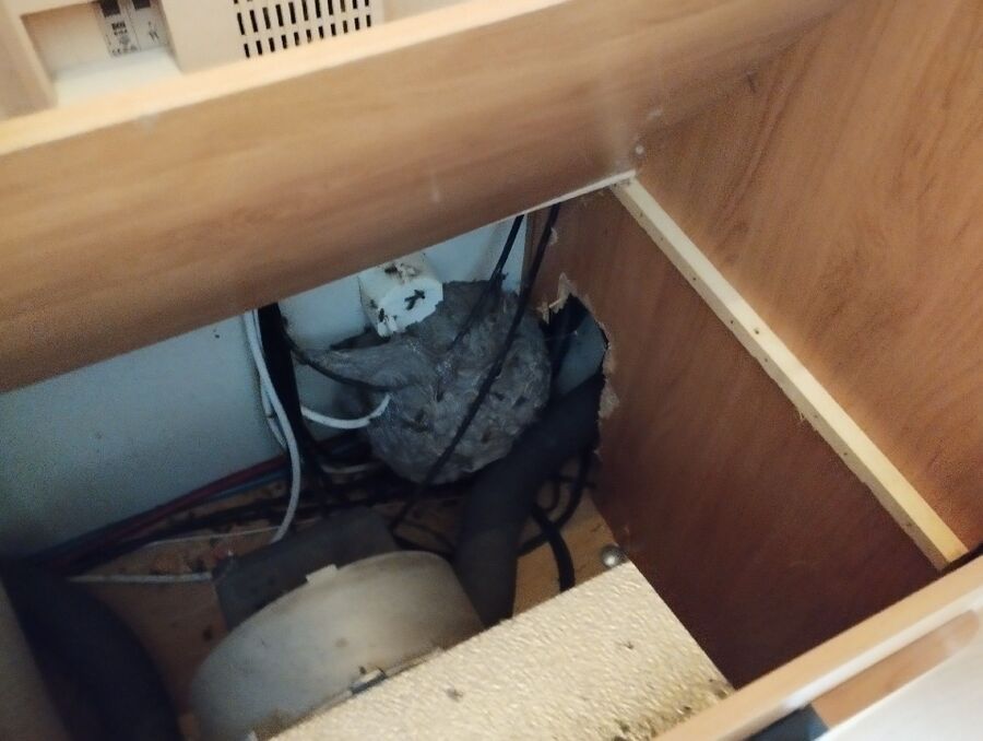 nid d abeille que faire