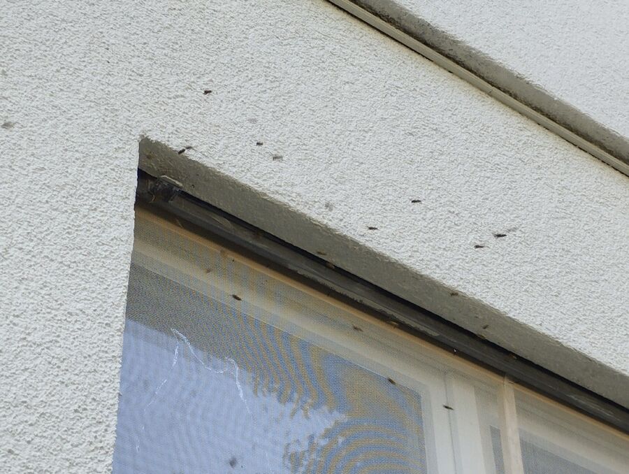 ruche abeille maison que faire