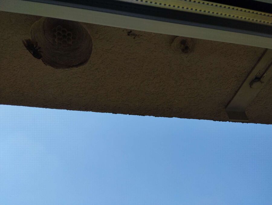 ruche abeille maison que faire