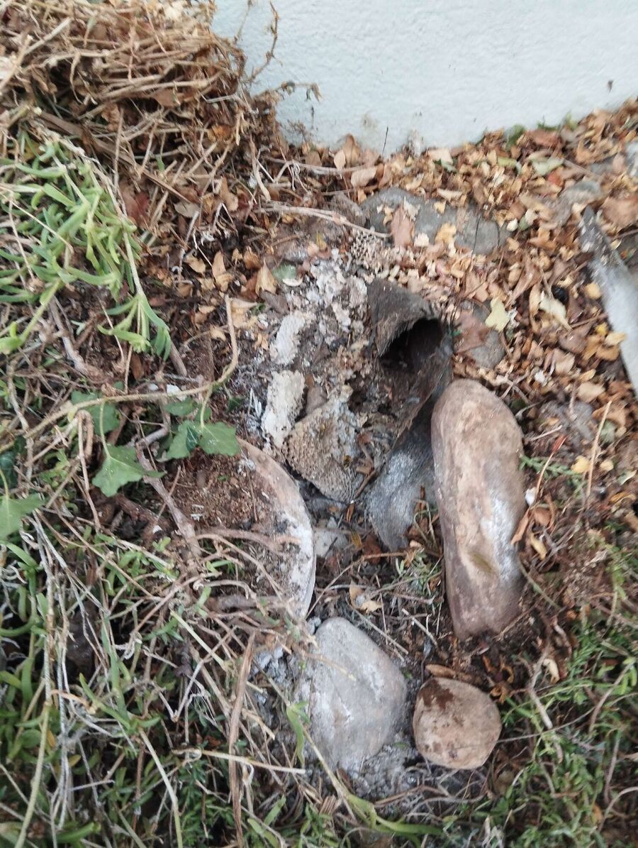 nid d abeille que faire