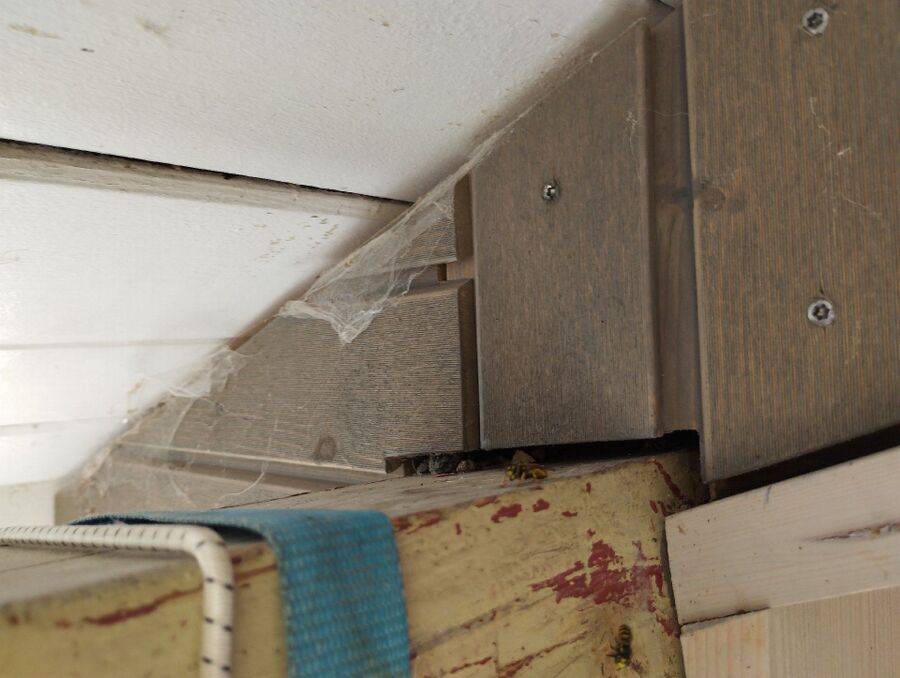 ruche abeille maison que faire