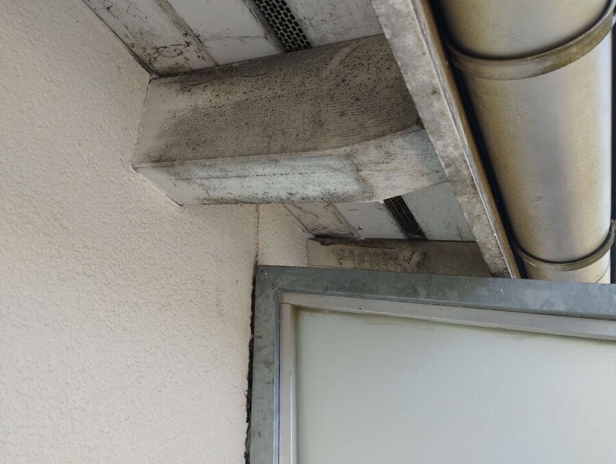 ruche abeille maison que faire