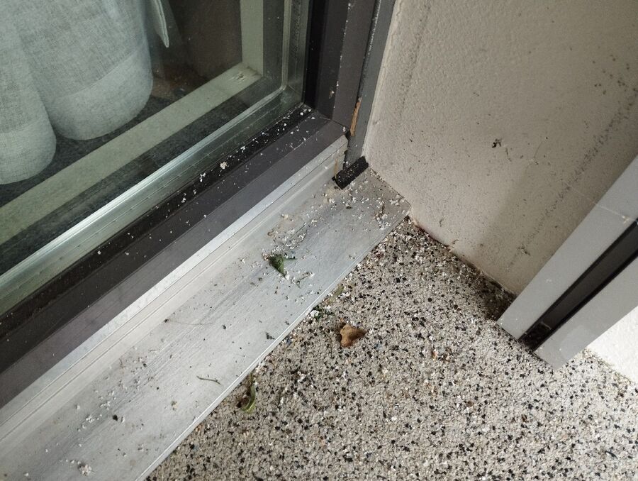 essaim d abeille enlevement