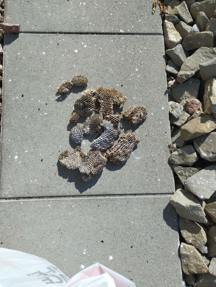 essaim d abeille enlevement