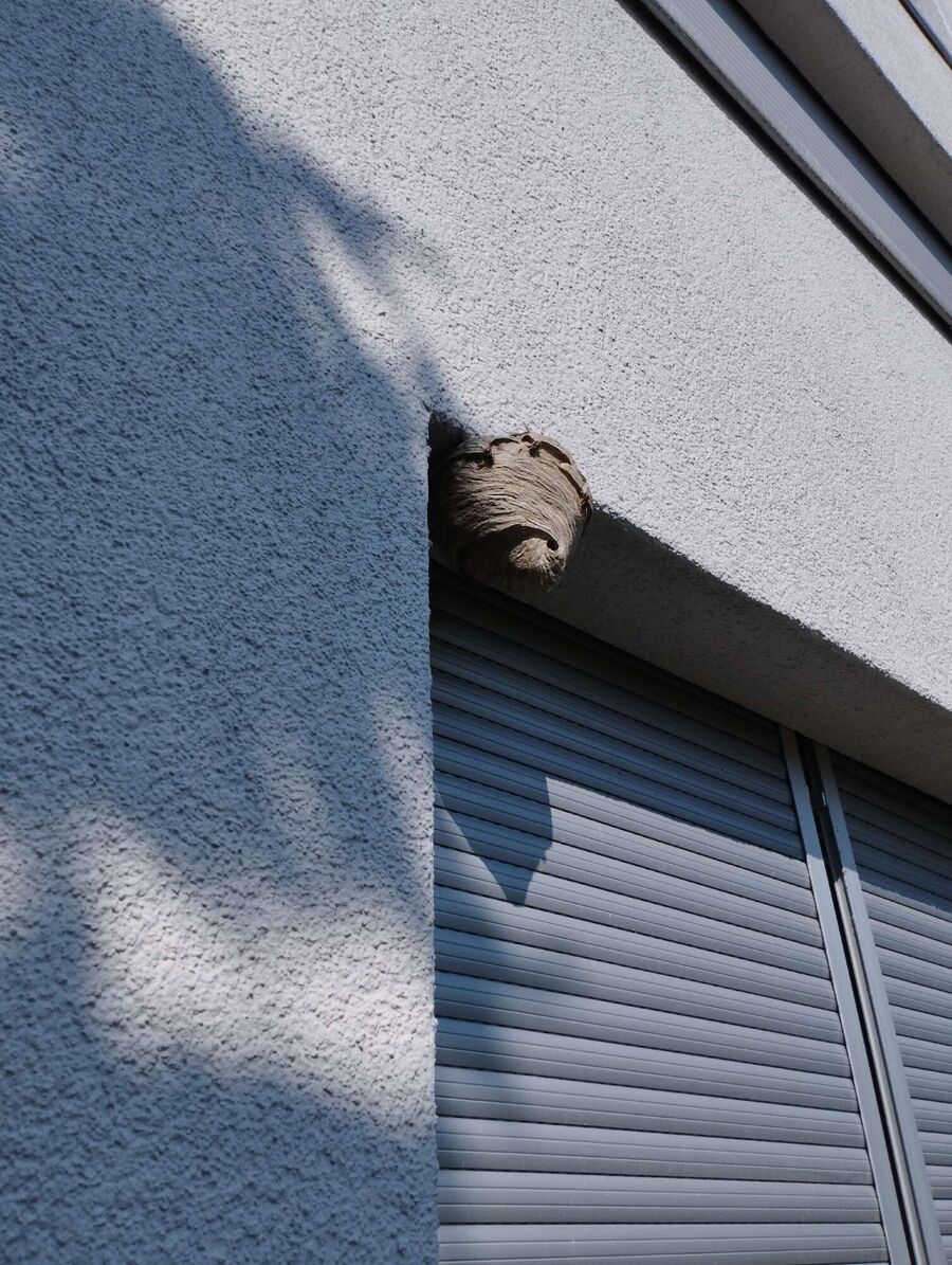 ruche abeille maison que faire