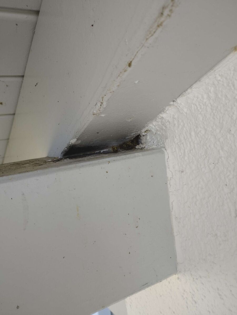 nid d abeille que faire