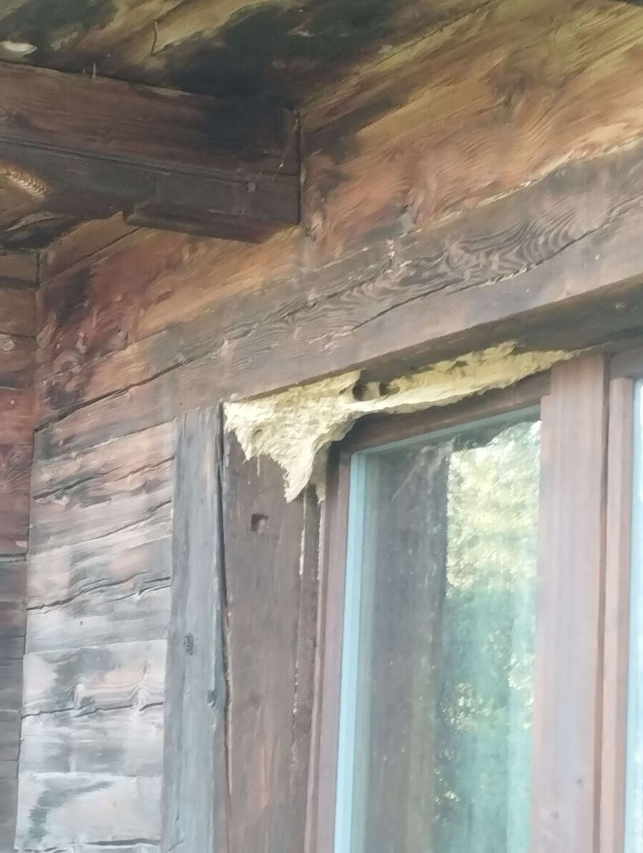 essaim d abeille enlevement