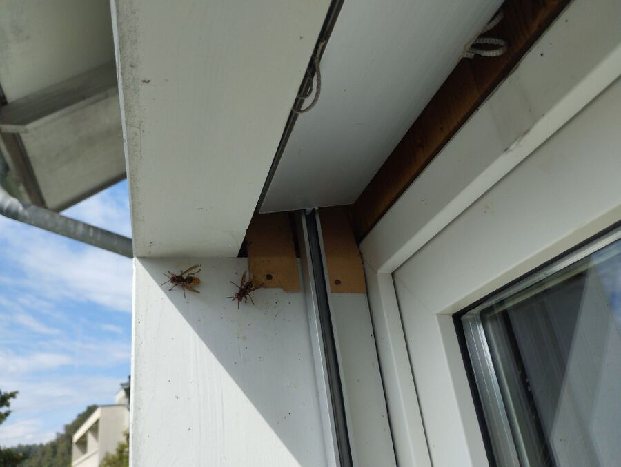 ruche abeille maison que faire