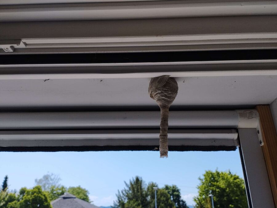 enlever un nid d abeille