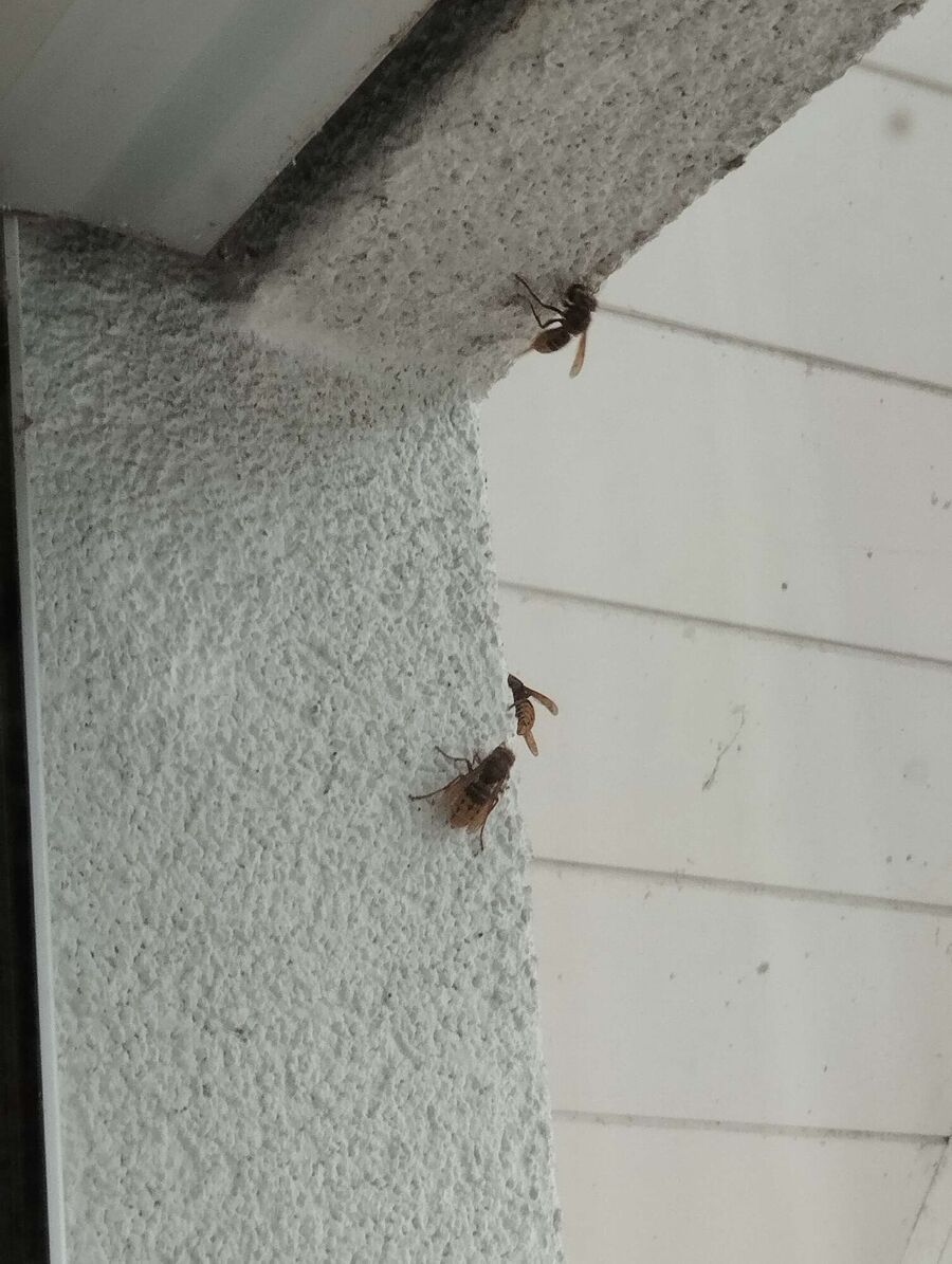 ruche abeille maison que faire