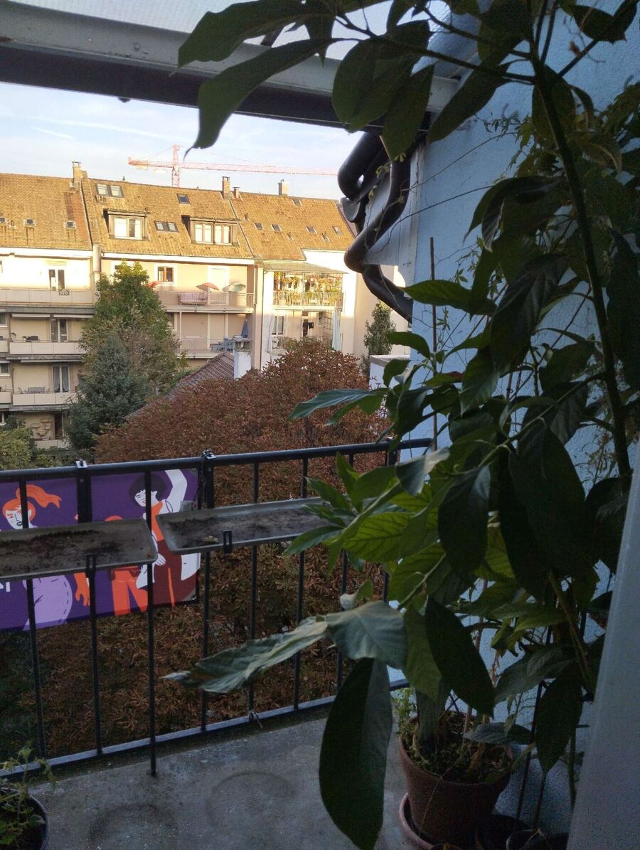 ruche abeille maison que faire