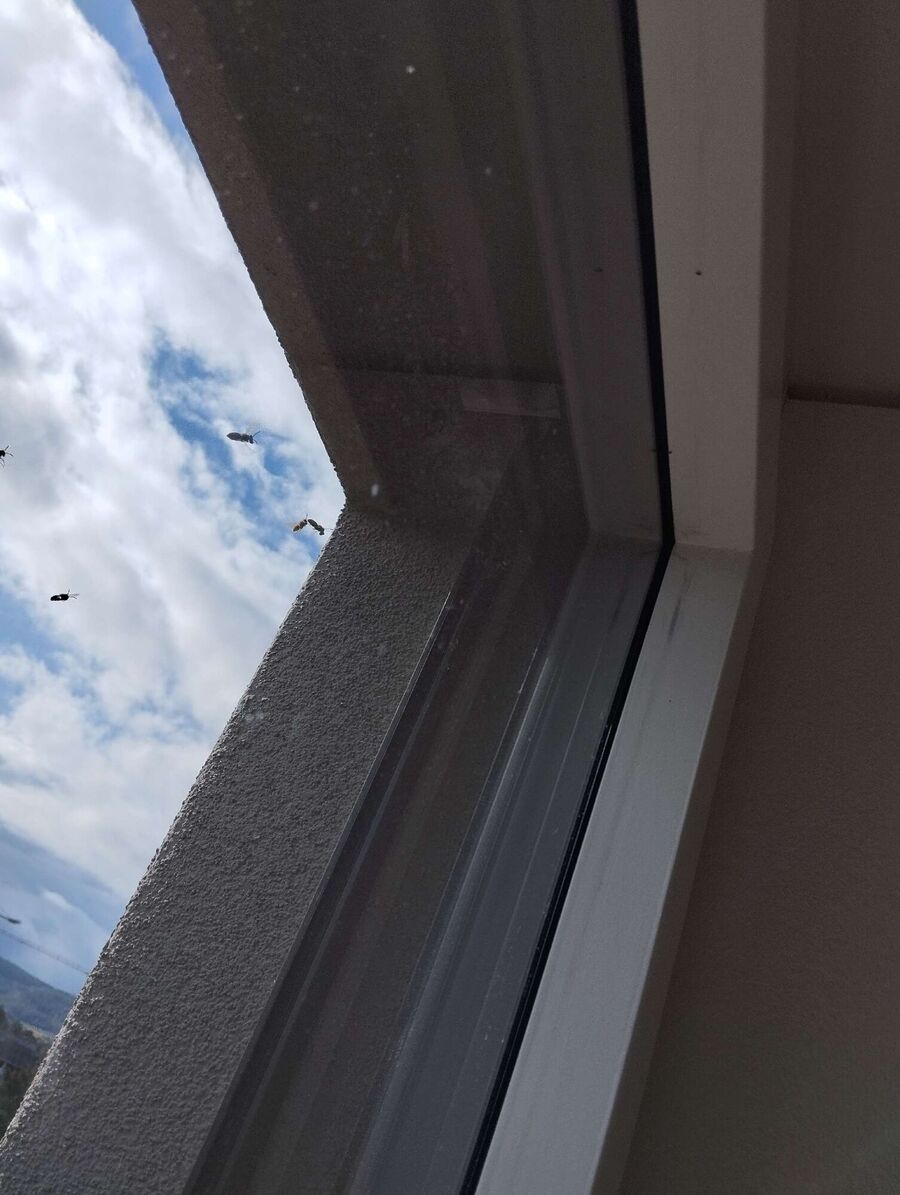 enlever un nid d abeille