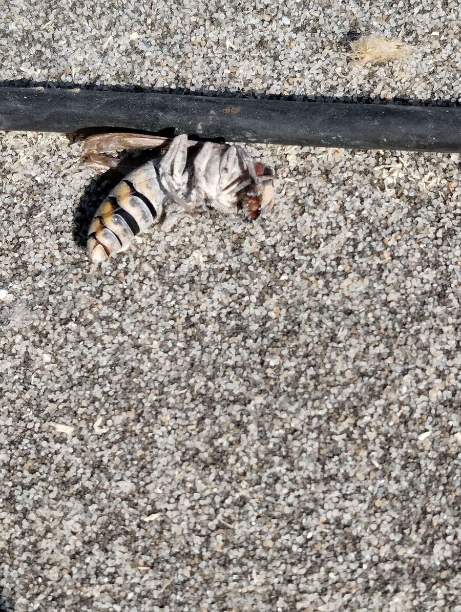 essaim d abeille enlevement