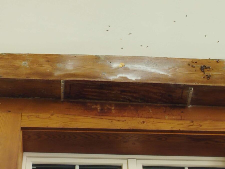 ruche abeille maison que faire