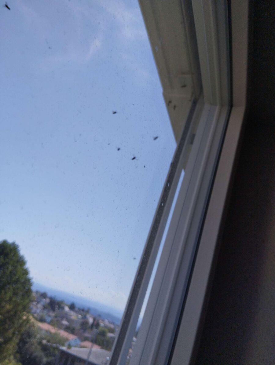 enlever un nid d abeille