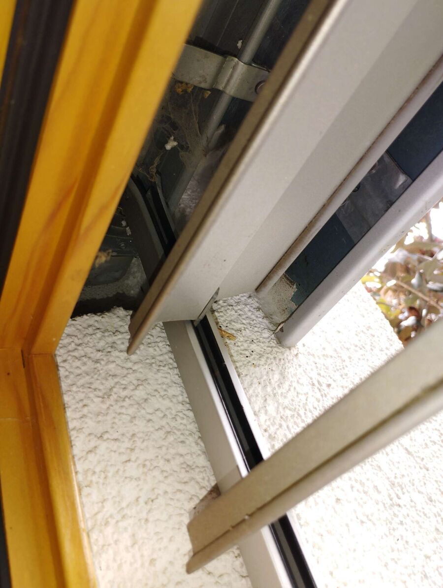 essaim d abeille enlevement