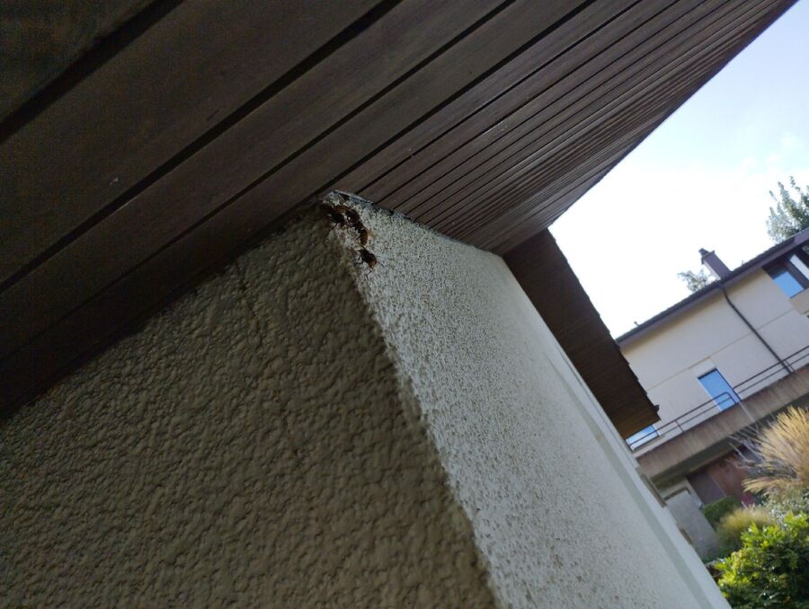 ruche abeille maison que faire