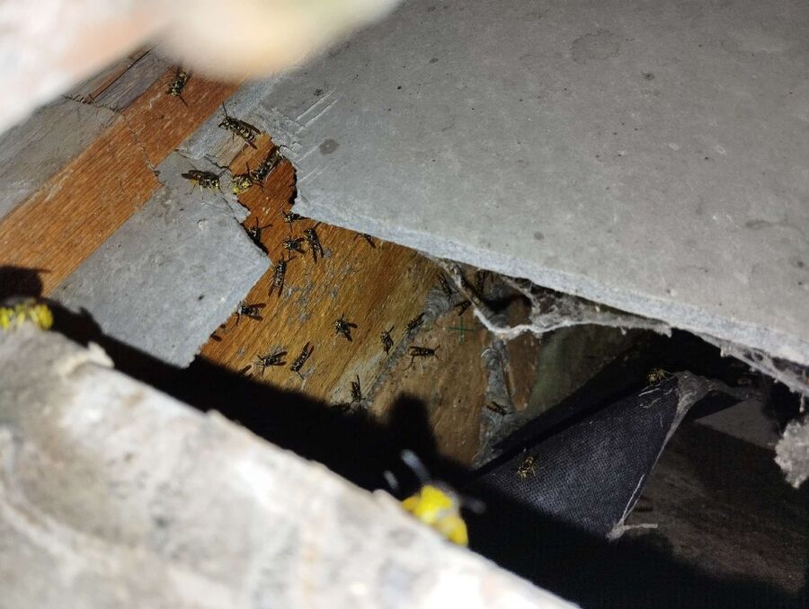 ruche abeille maison que faire