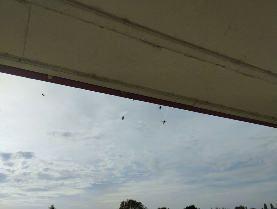 essaim d abeille enlevement