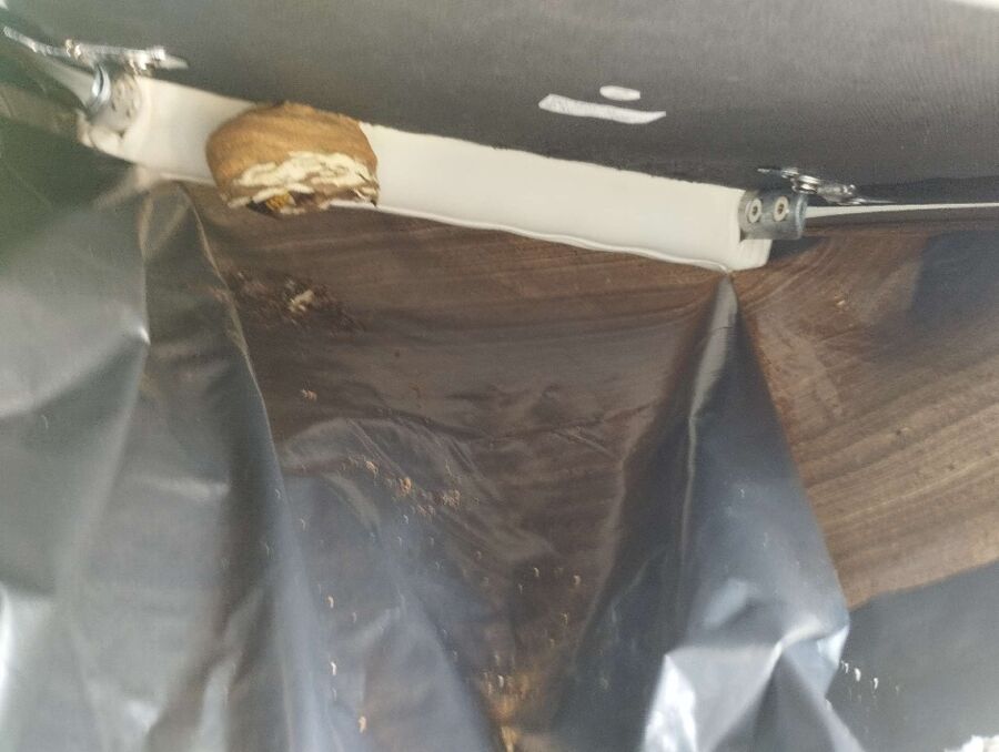 ruche abeille maison que faire