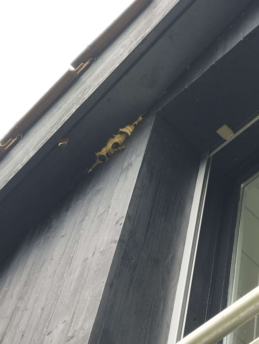 nid d abeille que faire