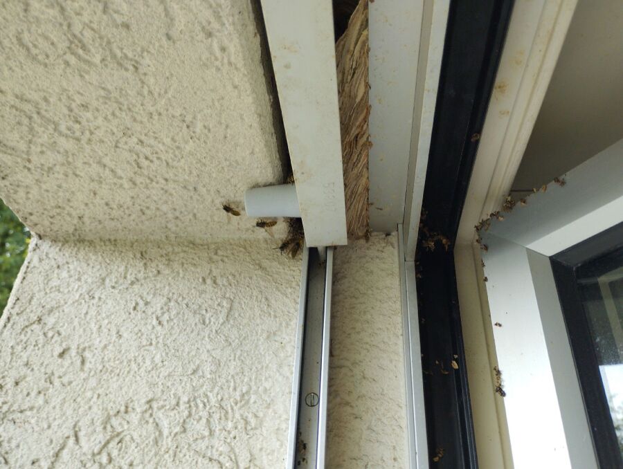 nid d abeille que faire