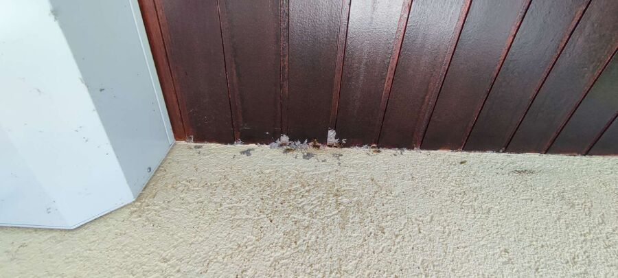 ruche abeille maison que faire