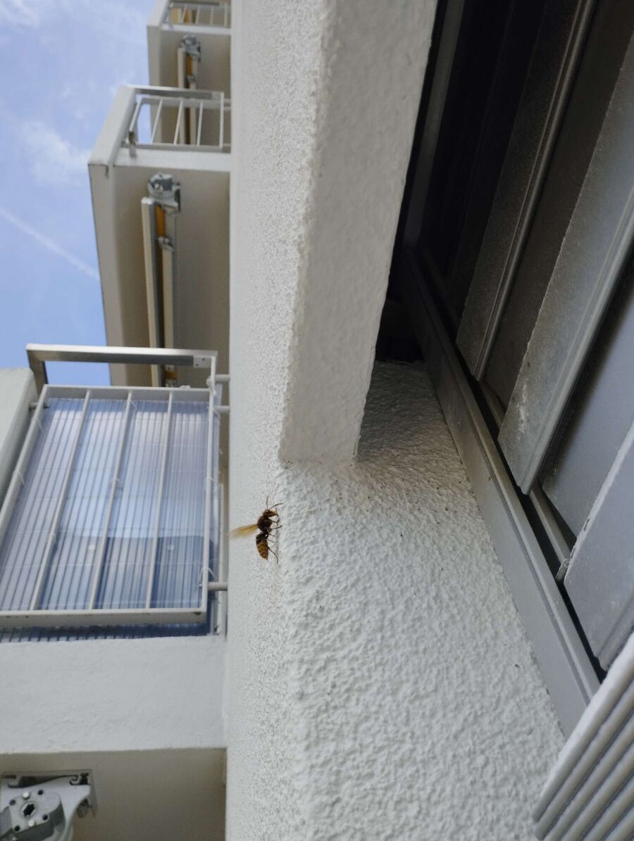 enlever un nid d abeille