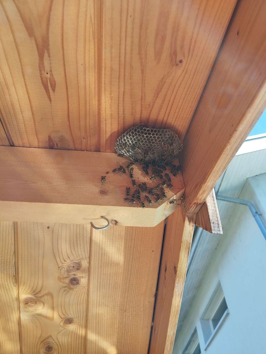 ruche abeille maison que faire