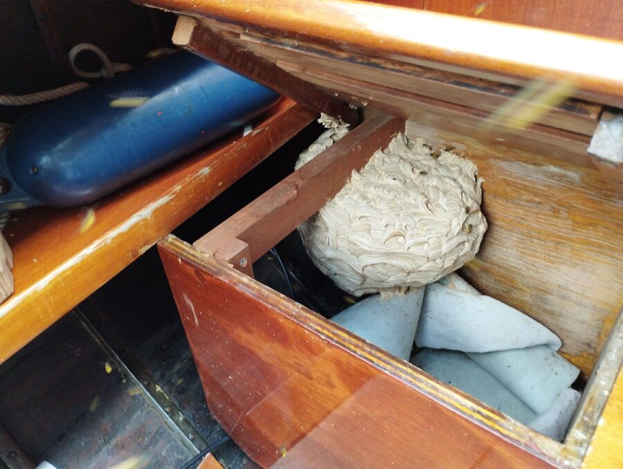 essaim d abeille enlevement