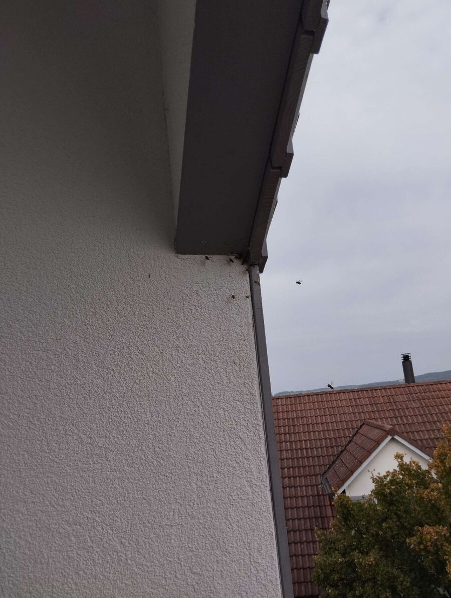 essaim d abeille enlevement