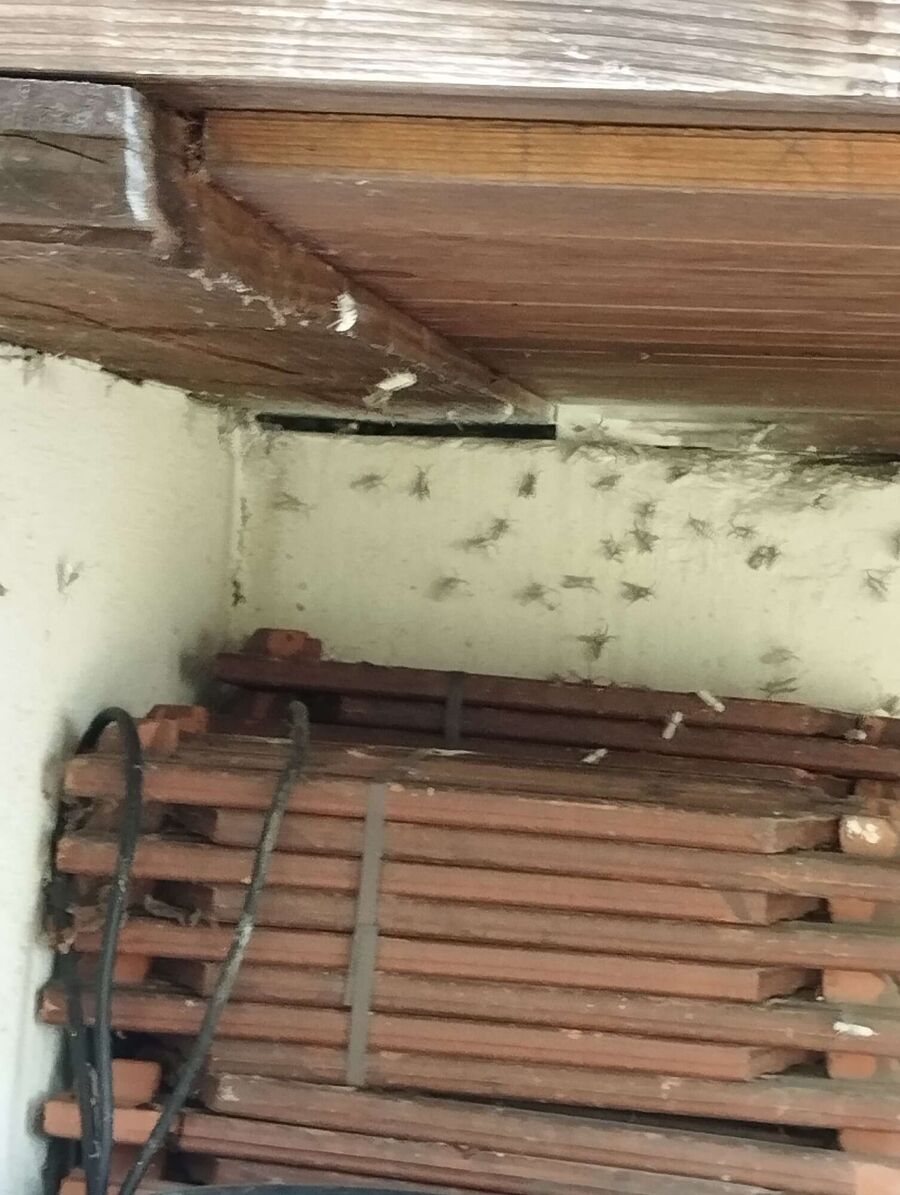 enlever un nid d abeille