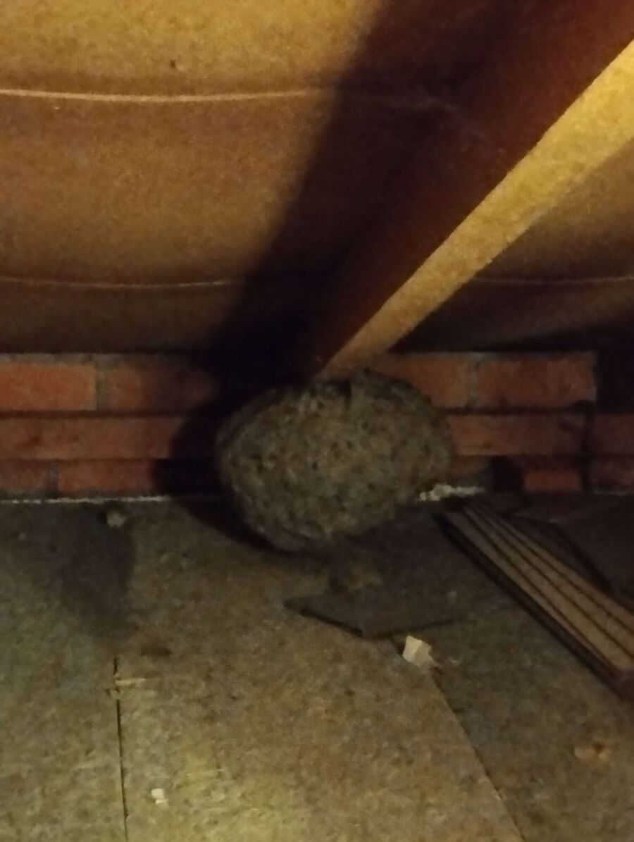 nid d abeille que faire