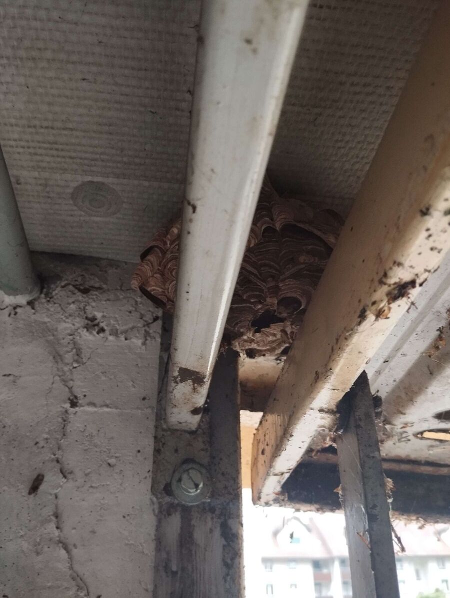 essaim d abeille enlevement